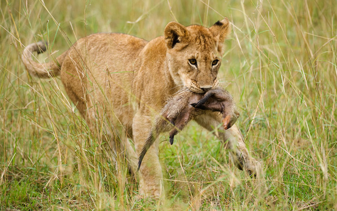 Vahşi yaşamın ulusal parkı ”Serengeti”