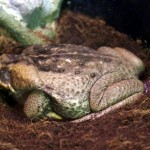 zehirli ok kurbağası