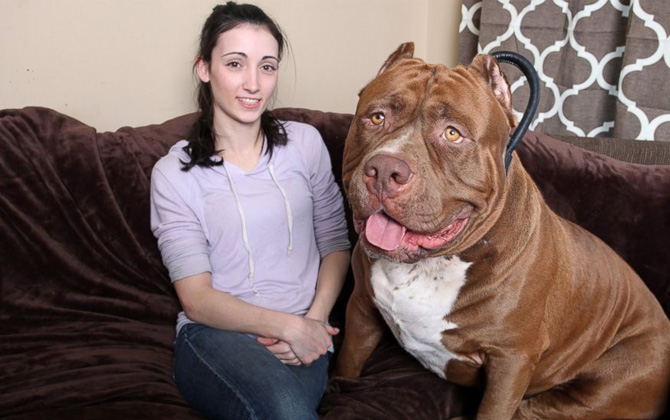 Dünya’nın en büyük pitbull köpeği ”Hulk”