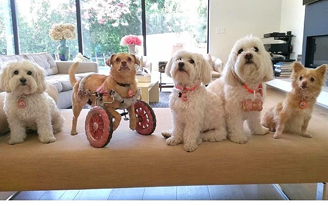 Tekerlekli sandalye ile yaşam mücadelesi veren sevimli köpek Daisy!