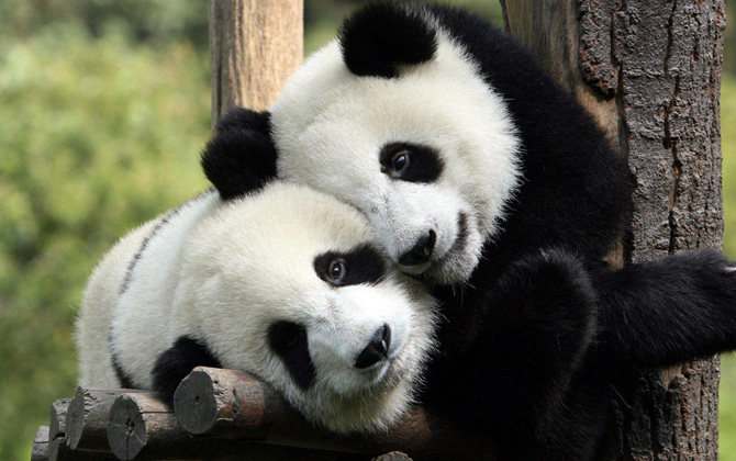 Pandalar hakkında şaşırtıcı bilgiler!