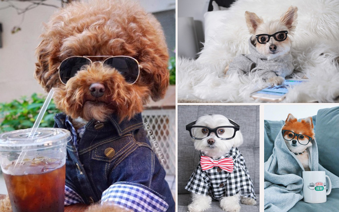 Sosyal medyanın moda ikonu fenomen köpekler!