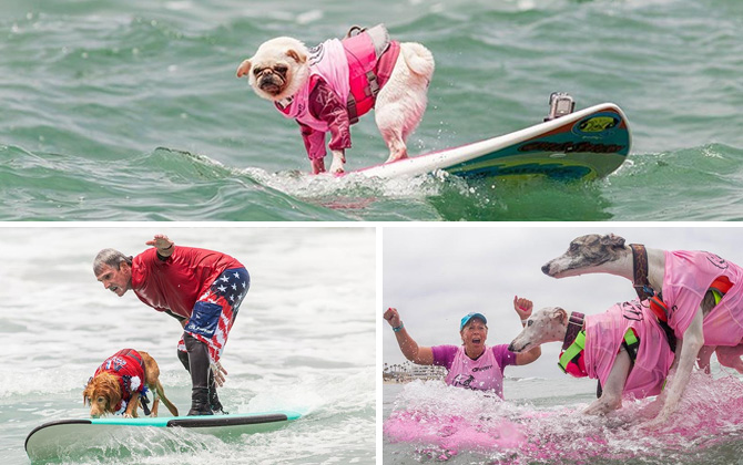 Geleneksel Sörf Yapan Köpekler Yarışması, bu yıl California Imperial Beach’te gerçekleşti!